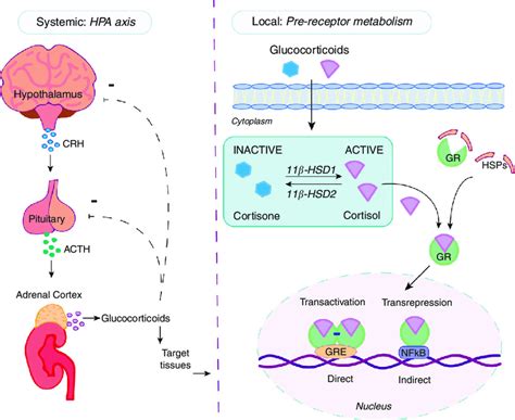 Systemic and local regulation of glucocorticoids (GCs). GCs are... | Download Scientific Diagram