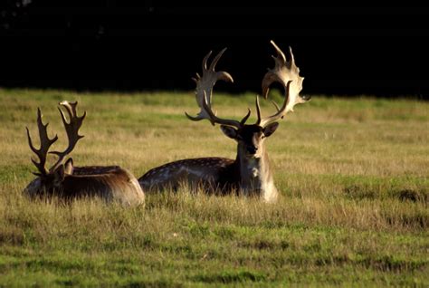 Hunting fallow deer in France