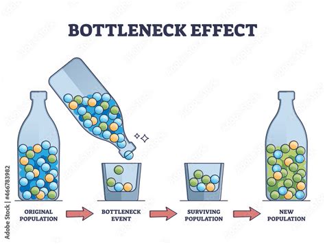 Bottleneck effect on genetic drift and population impact outline diagram. Labeled educational ...