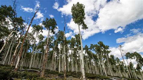 Pando, the Most Massive Organism on Earth, Is Shrinking - The New York ...