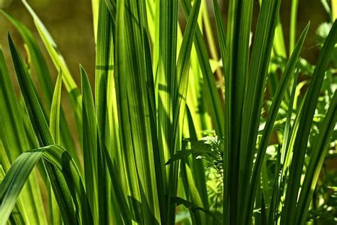 Szükség Cornwall Papnevelde cuales son las plantas herbaceas fogorvos elit Fesztivál