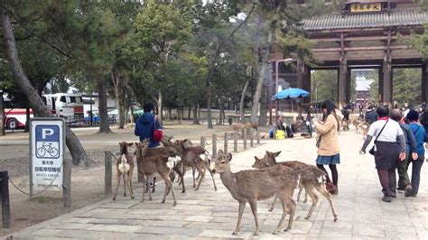 Deer Nara (Todaiji Temple) - YouTube