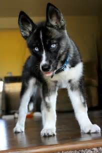 Siberian Husky Colors - Effy Moom