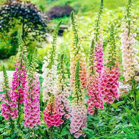 11 of the Best Foxglove Varieties | Gardener’s Path