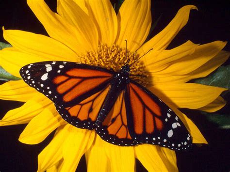 Monarch Butterfly | Species | WWF