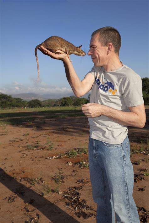 The African Giant Pouched Rat; An Animal Conditioned To Save Lives ...