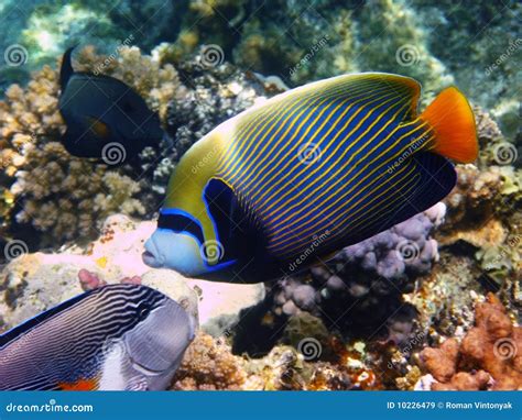 Emperor angelfish and reef stock image. Image of underwater - 10226479