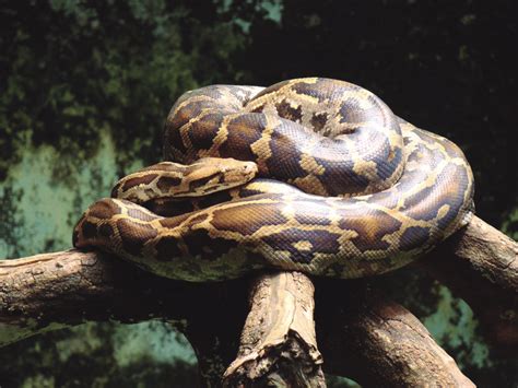 8 Cool Python Snake Facts: They Are Snake Without Venom - Odd Facts