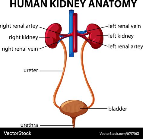 Human kidney anatomy diagram Royalty Free Vector Image