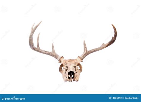 Whitetail Buck Skull stock photo. Image of ungulate, bone - 14625492