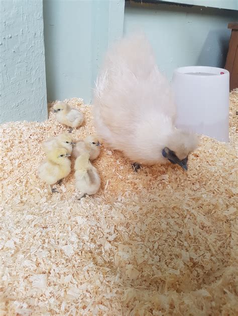 HOW TO STOP A SILKIE BEING BROODY — Brimwood Farm