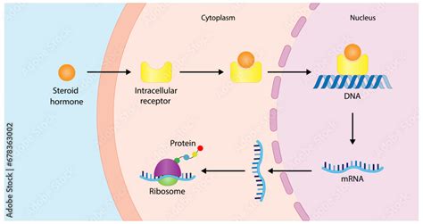 Steroid hormones mechanism of action. Steroids Bind to an intracellular receptor. Hormone ...