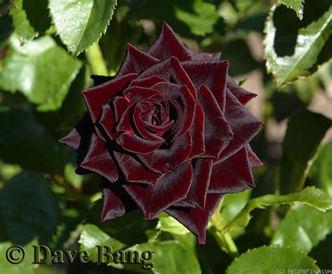 'Black Beauty ' Rose Photo