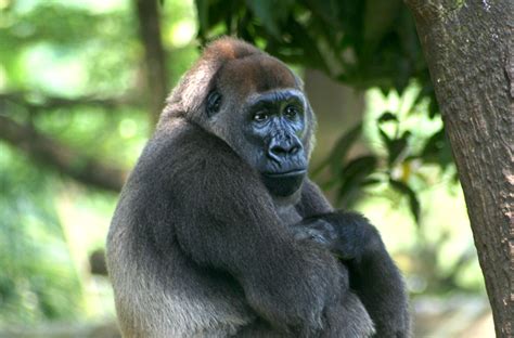 Nigeria: oil palms in gorilla habitat? - Rainforest Rescue