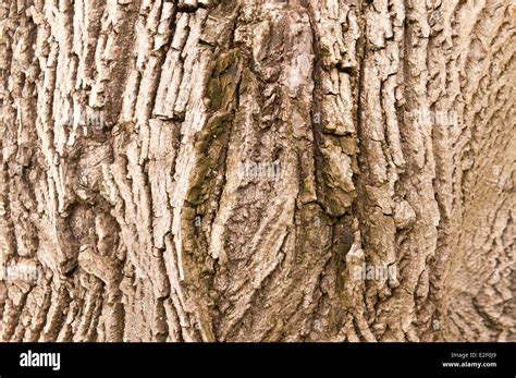 Walnut tree bark hi-res stock photography and images - Alamy