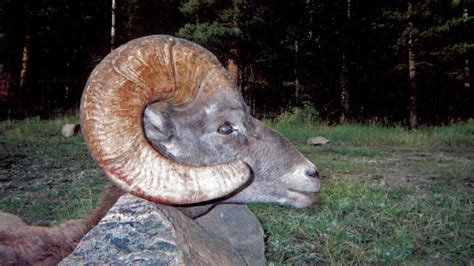 Bighorn Sheep Hunting Guides – Horn Fork Guides