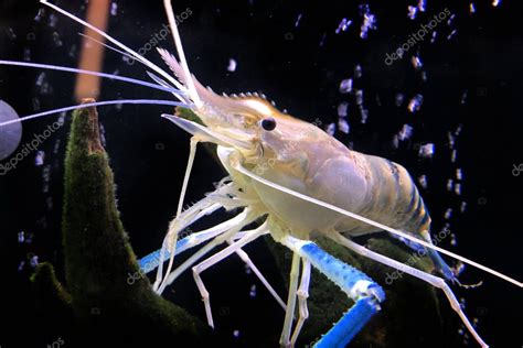 Langostinos gigantes de agua dulce o camarones gigantes de río en tanque. 2024