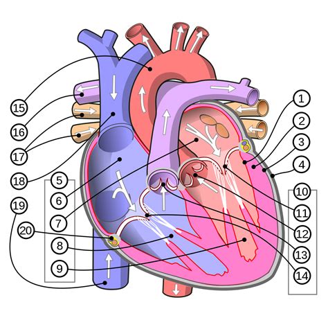 Válvula cardiaca - Wikipedia, la enciclopedia libre | Heart anatomy, Human heart diagram, Human ...
