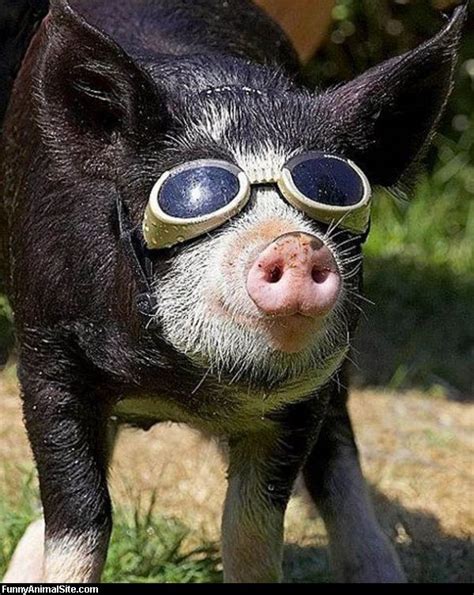 Cool Pig Pictures