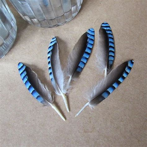 Blue Jay Feathers ethically Sourced CHECK MY SIZE Before Buying - Etsy UK | Jay feather, Blue ...