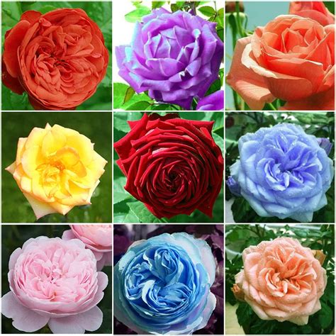 100 seeds/rare mixed COLORS rose seeds rainbow rose seeds black rose rare Precious Perennial ...