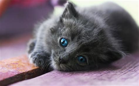 Download wallpapers small gray kitten, blue eyes, cute little animals ...