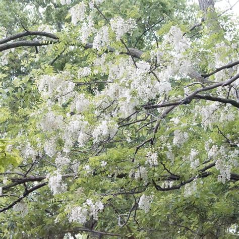 Black Locust Tree – Green Thumbs Garden