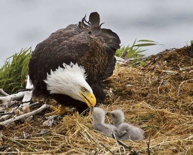 Aguila Calva Fotos biografia animal