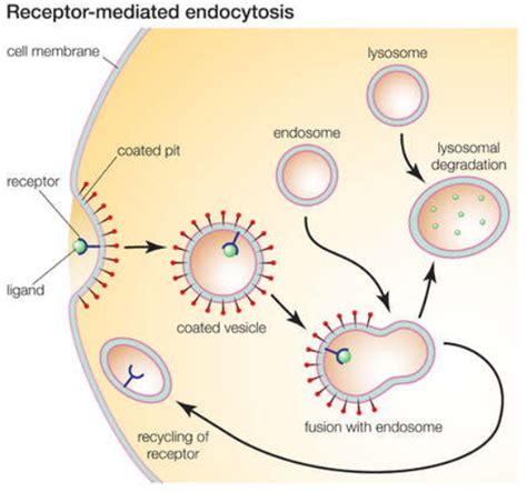 Receptor-Mediated Endocytosis Diagram | Quizlet