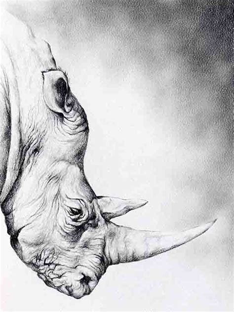 Realistic Animal Pencil Drawings