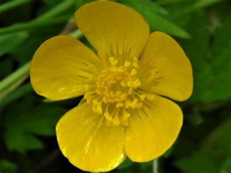 Buttercups, Ranunculus