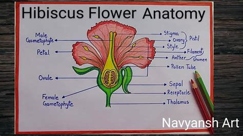 Draw A Hibiscus Flower And Label It | Best Flower Site