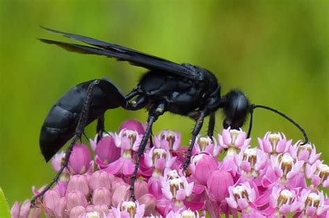 Great Black Digger Wasp (A guide to the Ants, Bees, Wasps and Sawflies ...