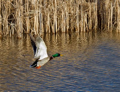 Mallard Drake Flying Photograph by James Futterer