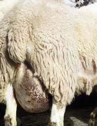 NADIS Sheep Health Bulletin - High involuntary culling rates in adult sheep - Farmers Weekly