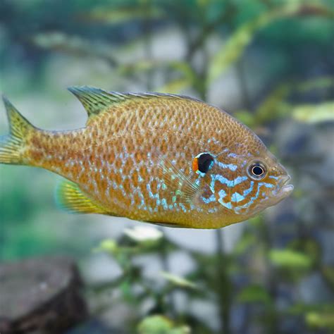 Pumpkinseed Sunfish