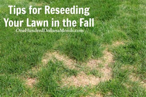 Tips for Reseeding Your Lawn in the Fall - One Hundred Dollars a Month