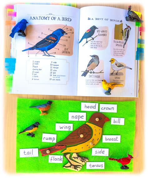 Bird Activities For Kindergarten