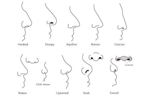 Human Anatomy Fundamentals: Advanced Facial Features - Tuts+ Design ...