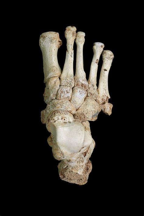 Homo Heidelbergensis Fossil Foot Bones Photograph by Javier Trueba/msf - Fine Art America