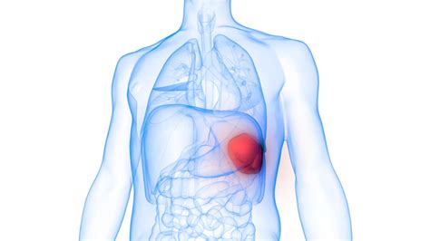 Posisi Organ Limpa Bisa Pindah, Ternyata Ini Alasan Medisnya! - KlikDokter