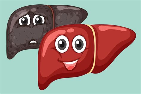 Liver Regeneration: Everything You Need To Know- QPIOR