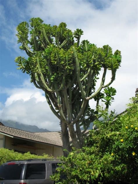 Euphorbia neriifolia (Indian Spurge Tree) - World of Succulents in 2023 | Euphorbia, Succulents ...