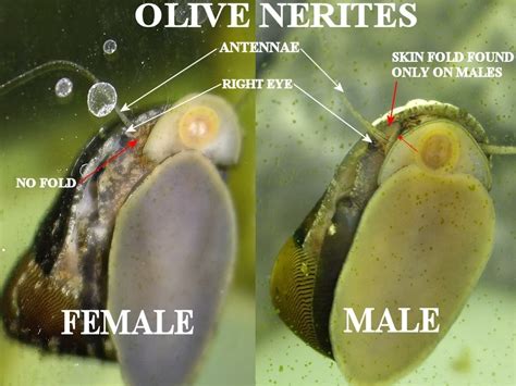 Nerite Snail Care: Tank Mates, Breeding & More - The Aquarium Keeper