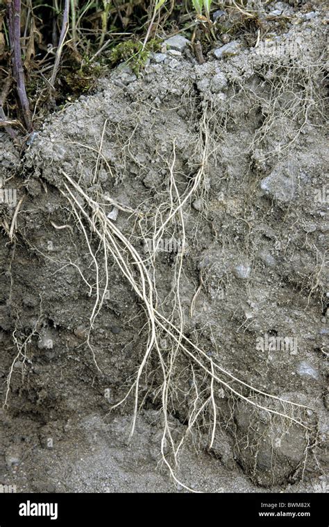 Plant roots soil hi-res stock photography and images - Alamy