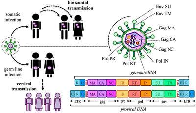 Frontiers | Human Endogenous Retroviruses Are Ancient Acquired Elements ...