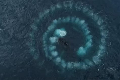 33 Humpback Whales Practise 'Unique' Bubble-net Feeding for the First ...