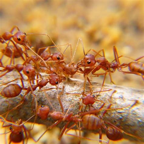 Flying Ants: Complete Guide to Prevent and Get Rid of Them - Planet Natural