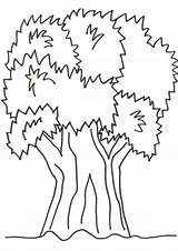 Free & Easy To Print Tree Coloring Pages  Tulamama sketch template