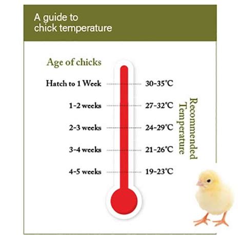 An Introduction to Chick Safety – Perdue FlockLeader